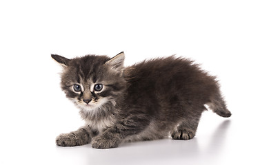 Image showing Small gray kitten isolated on white background