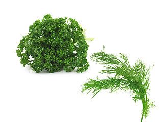 Image showing Bunch of fresh green parsley isolated on white background