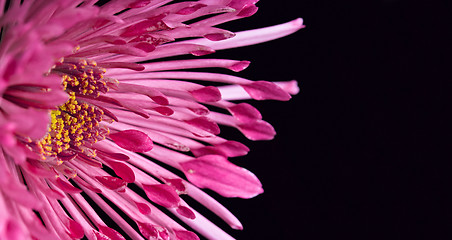 Image showing dahlia flower on a black background