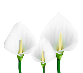 Image showing calla lily isolated 