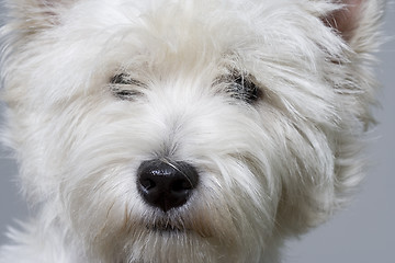 Image showing white terrier