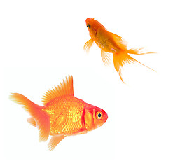 Image showing gold fishes