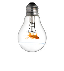 Image showing Gold small fish in light bulb