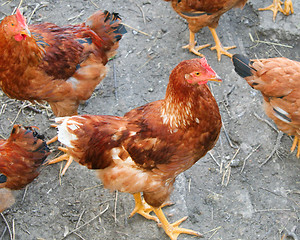 Image showing Brown hens with focus on middle hen