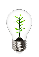 Image showing plant growing inside the light bulb