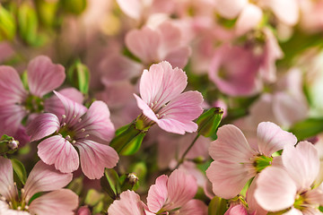 Image showing Pelargonium geranium group bright cerise pink flowers