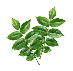 Image showing Green leaves