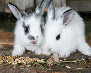 Image showing Feeding rabbits