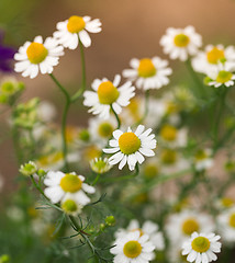 Image showing Green grass and chamomiles in the nature