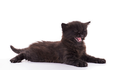 Image showing Black Kitten on white background