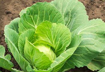 Image showing Fresh Cabbage