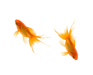 Image showing gold fish isolated on white