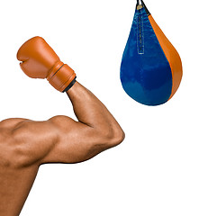 Image showing Boxer muscular