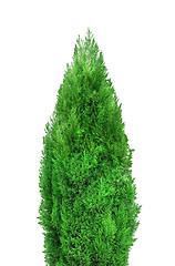 Image showing green tree