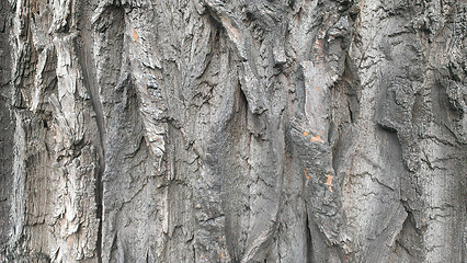 Image showing wood texture