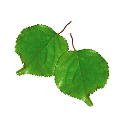 Image showing two fresh green leafs isolated