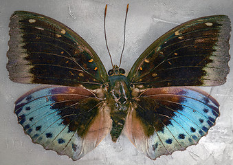 Image showing butterfly 