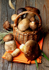 Image showing Boletus Mushrooms