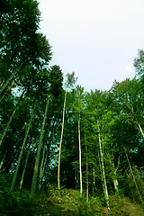 Image showing Green forest