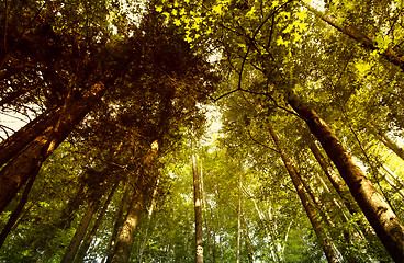 Image showing Green forest