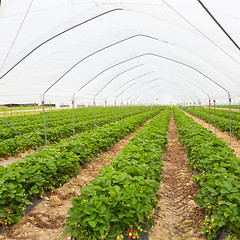 Image showing Strawberrys growing in the greenhouse.