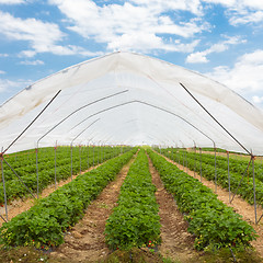 Image showing Strawberrys growing in the greenhouse.