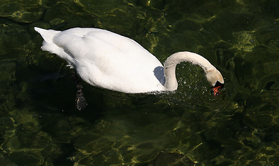 Image showing White swan