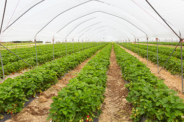 Image showing Strawberrys growing in the greenhouse.