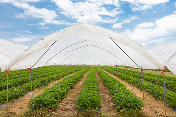 Image showing Strawberrys growing in the greenhouse.