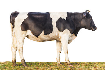 Image showing Side view of the isolated calf