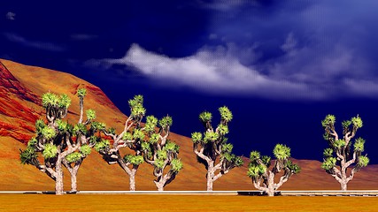 Image showing Joshua trees on desert