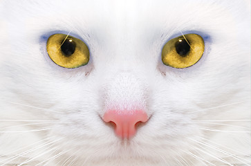 Image showing White cat: macro