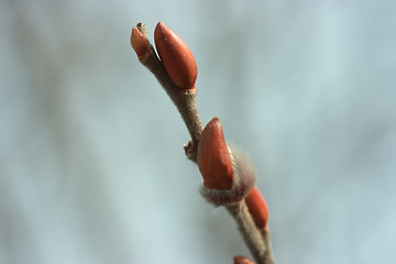 Image showing Newborn pussy willow