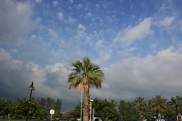 Image showing Palms and skies