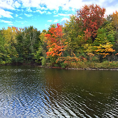 Image showing Autumn trees on a lakeshore