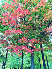 Image showing Beautiful maple trees in early autumn