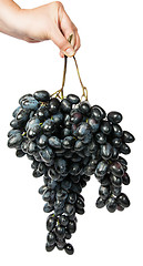 Image showing Hand holding a bunch of dark grapes