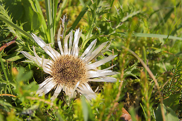 Image showing silver thistle