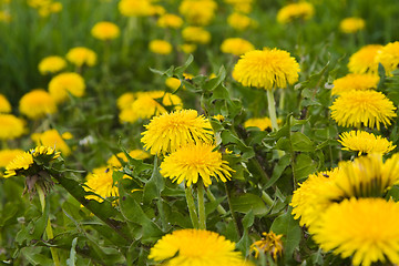 Image showing Yellow dandelions