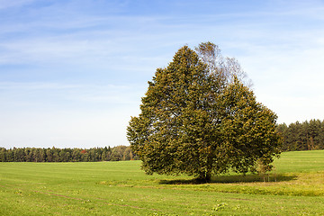 Image showing tree in the field  