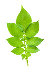 Image showing  green leaf  