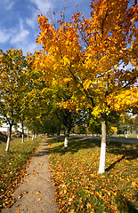 Image showing park. autumn  