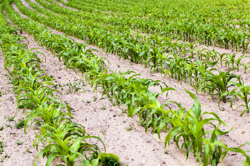 Image showing corn field  