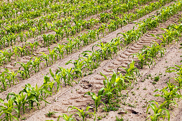 Image showing  grow corn