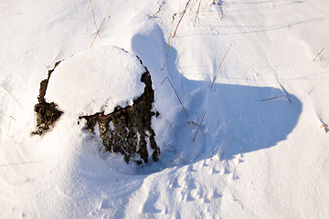 Image showing   tree  with snow 