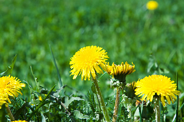 Image showing Yellow dandelions