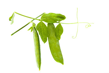 Image showing   pea sprout