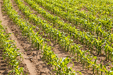 Image showing corn field  