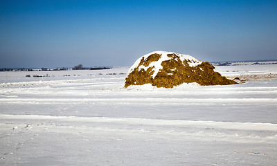 Image showing straw stack. winter  