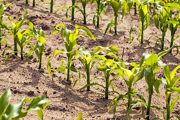 Image showing young corn  